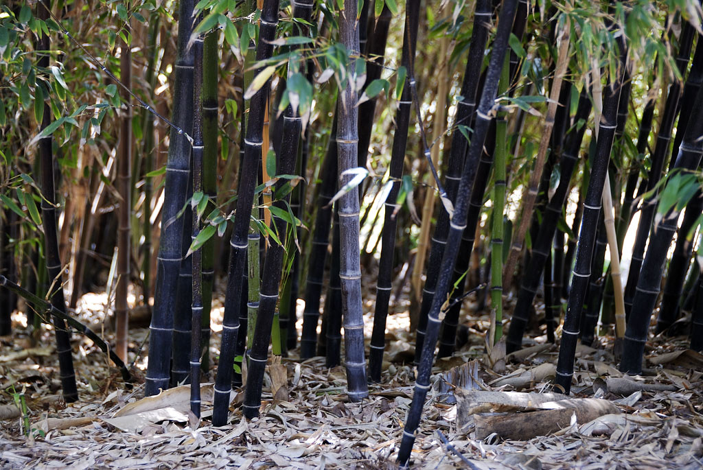 Black Bamboo Jayson Flickr
