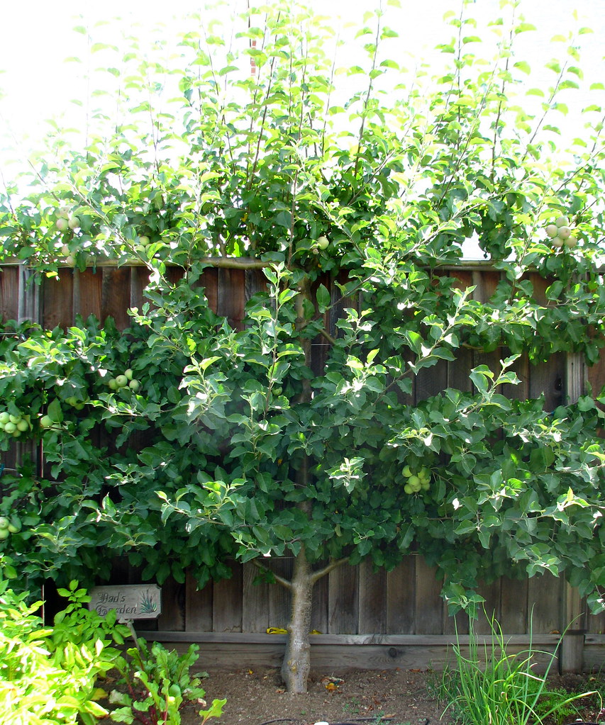 Fuji Apple Espalier Apple tree against the fence with Fuji