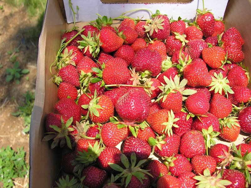 12 Strawberry Picking Farms in New Jersey New Jersey Digest