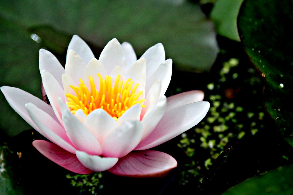 flower in the water photo taken in Botanic Garden, Hokkaid… Karen