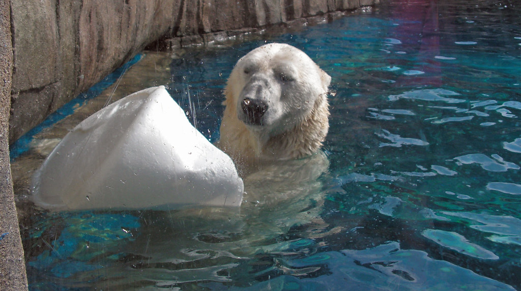 Polar bear Polar bear at the Pittsburgh Zoo & PPG Aquarium… werejellyfish Flickr