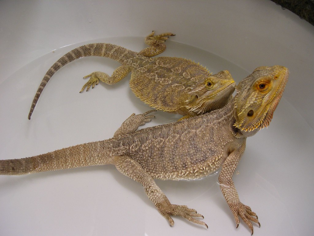 Bearded dragon transforms into a wet dragon pool