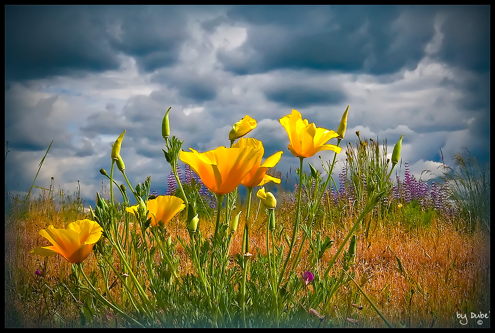 Greenhill Rd, Eugene, OR EXPLORE June 5, 2008 View On Blac… Flickr
