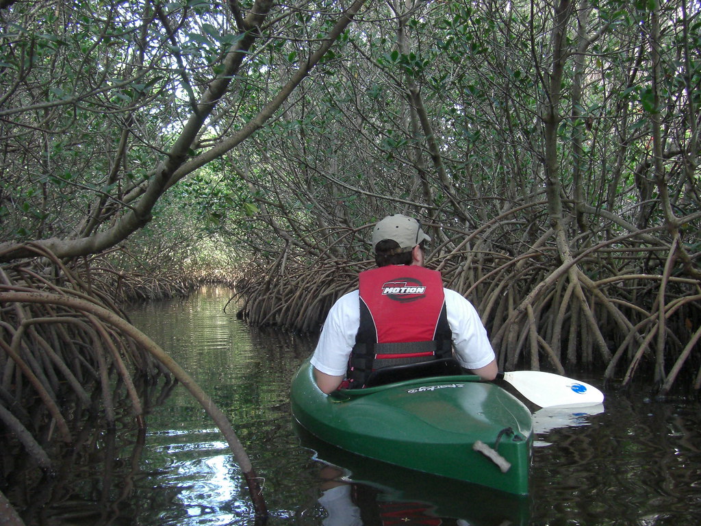 Kayaking kayaking near tarpon springs Thebeev Flickr