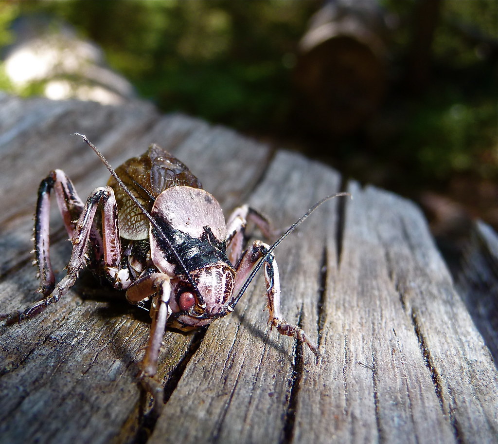 Bug Mountain Lakes Trail, Mountain Lakes Wilderness, Ore… Flickr