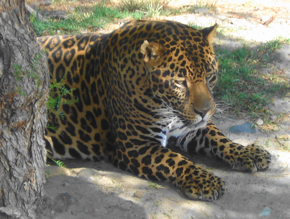 En El Zoo De Tijuana Flickr Tour, Parque Morelos Theme. Serch S