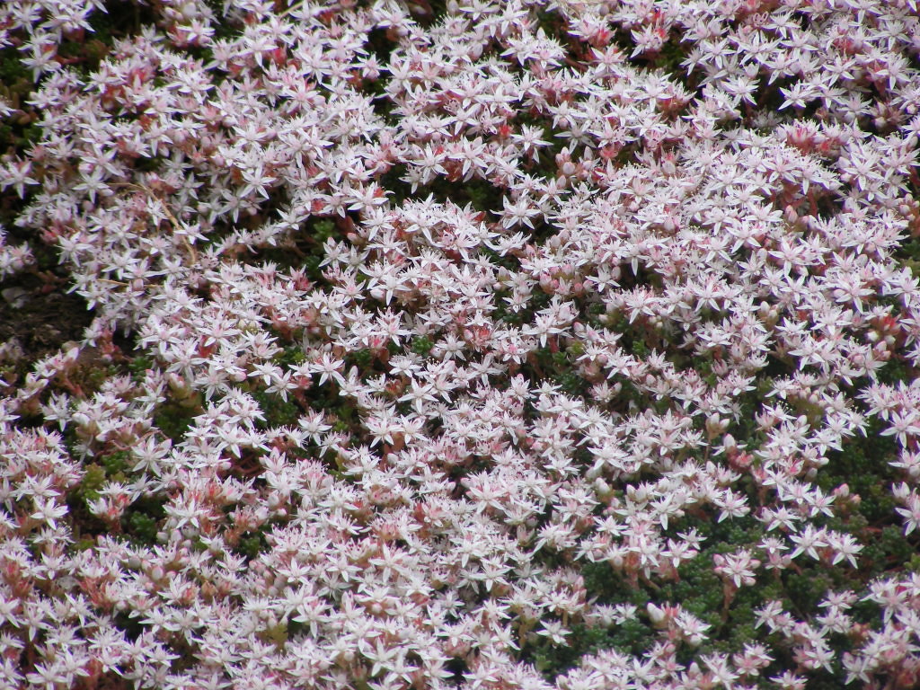 Flowering Moss These tiny, very fragrent flowers are just … Flickr