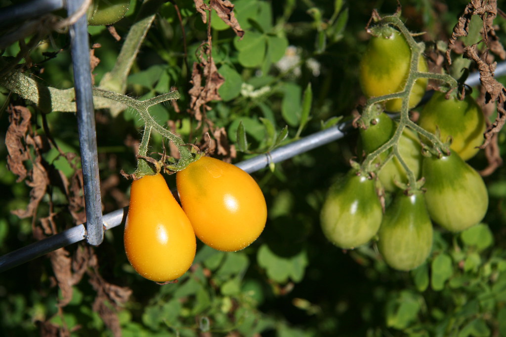Yelow Pear tomato's ready to pick Yellow Pear tomato's are… Flickr