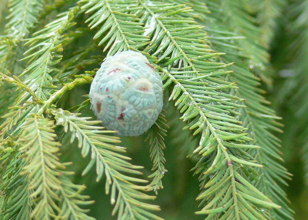 cypress cone cypress cone holly hill fl sodaro,k Flickr