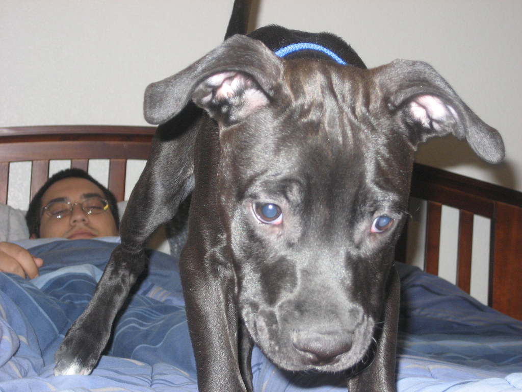 Picture 346 Contemplating jumping off the bed. jellybunzilla Flickr