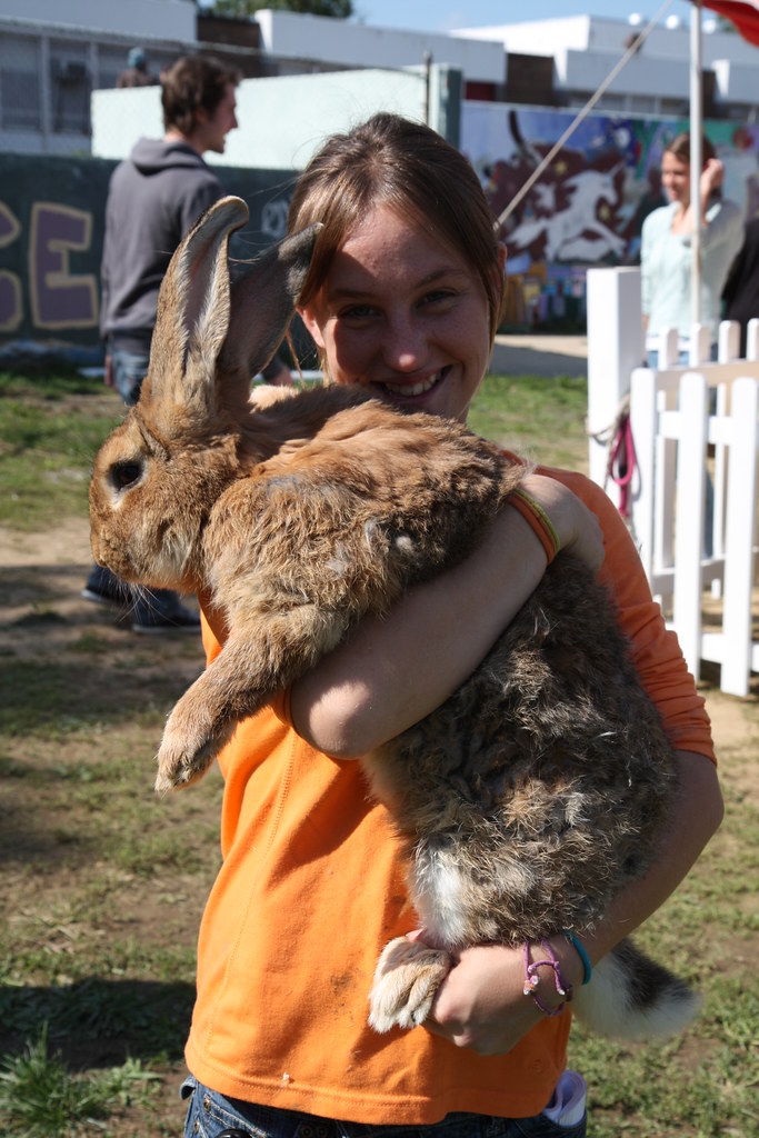 Giant Rabbit at Columbia Heights Day Giant rabbit, a Flemi… Flickr