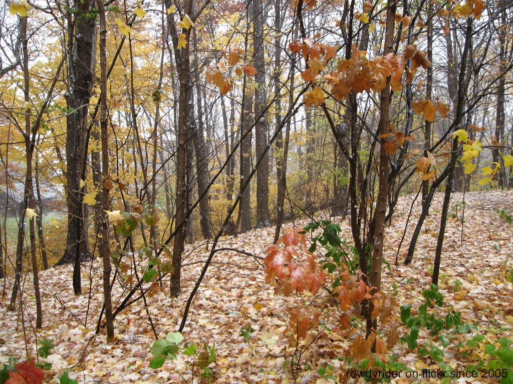 Snow in the Big Woods Peggy Flickr
