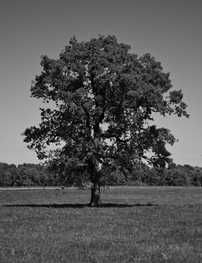 Lone Oak CutBW atmgigem Flickr