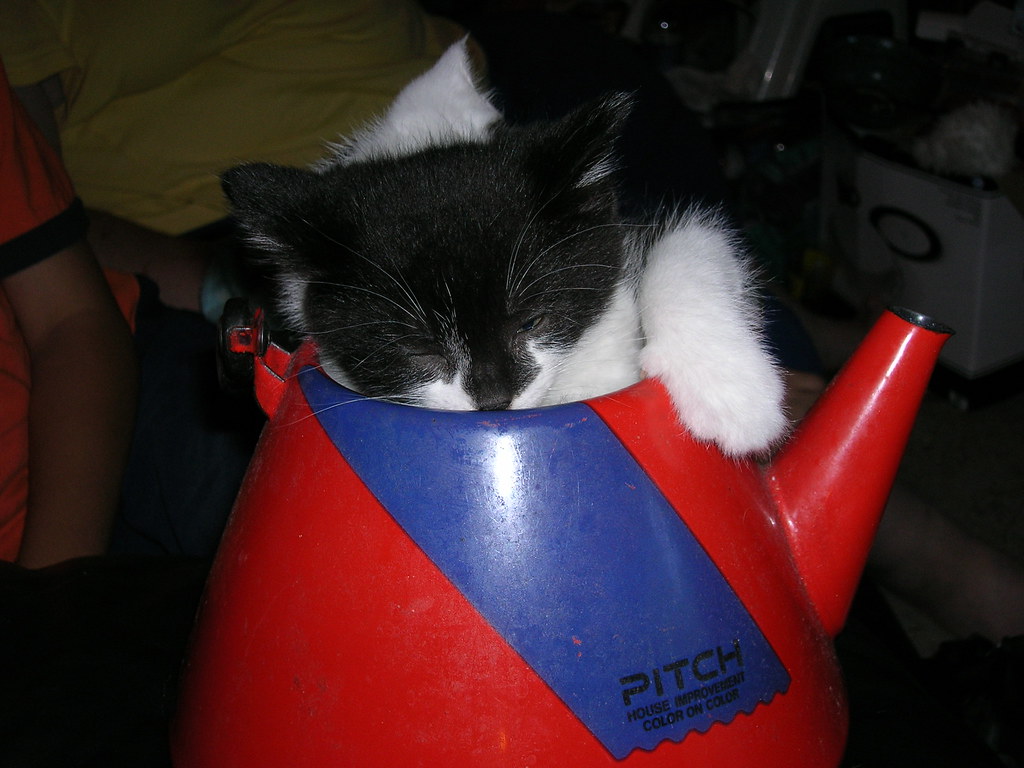 Two cats in a tea kettle Marcus Porter Flickr