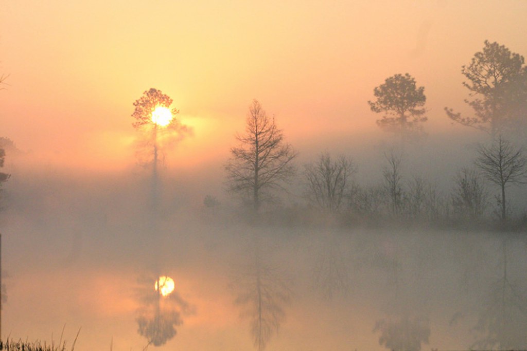 Sunrise Petal, Ms. Dewese Milstead Flickr