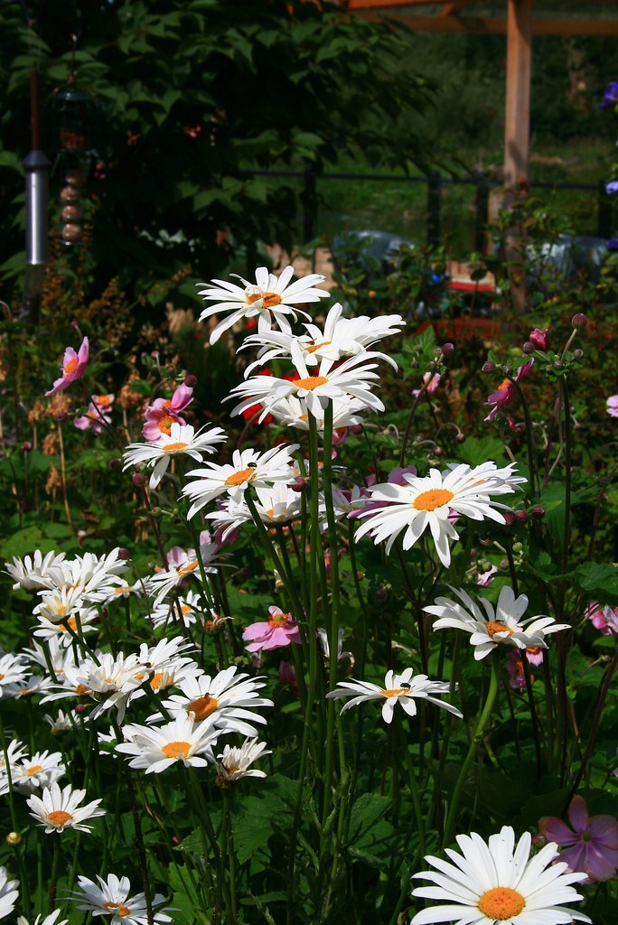 IMG_5229 Pretty flowers in Hemingford Grey, Cambs Pia K Flickr