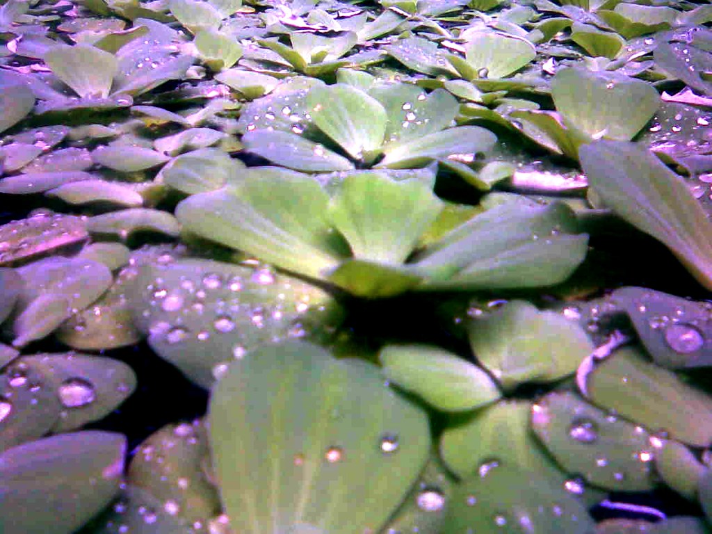 kuyapo/quiapo kuyapo/quiapo/water cabbage paeeeng Flickr