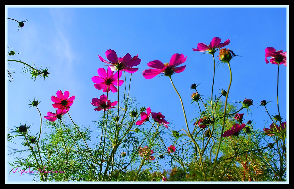 Snug Harbor Staten Island Vipula Navinna Flickr