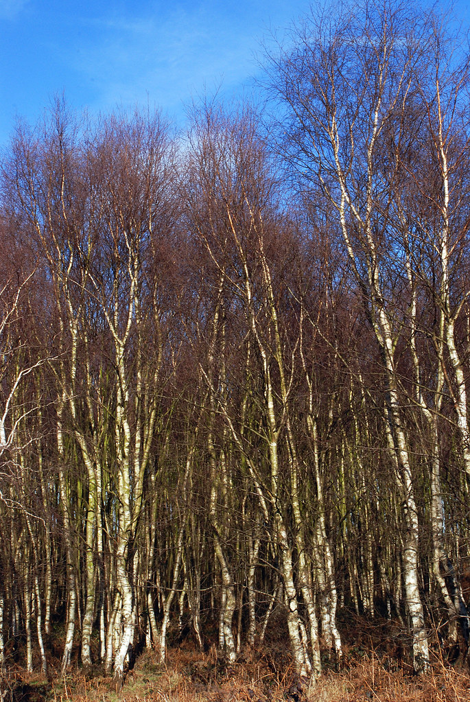 5/3 Silver birches Every time I drive past these in winter… Flickr