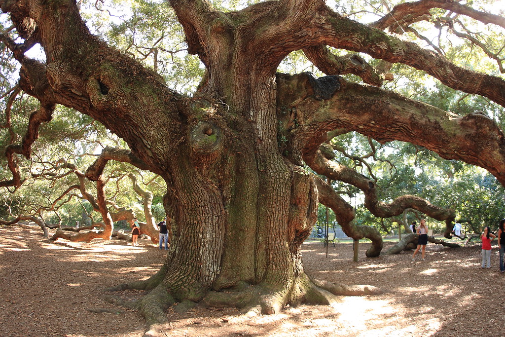 Angel Oak tree The Angel Oak is a Southern live oak tree l… Flickr