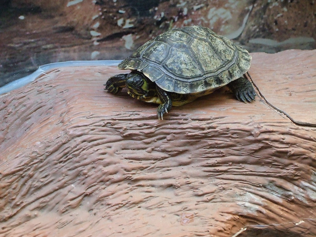 Turtle 4. Looking at the animals" at PetCo. Sonja Alves Flickr