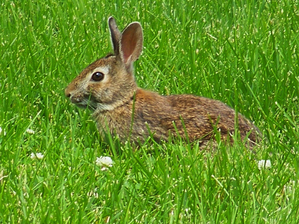 Bunny Rabbit Exploring Crochet Attic Flickr
