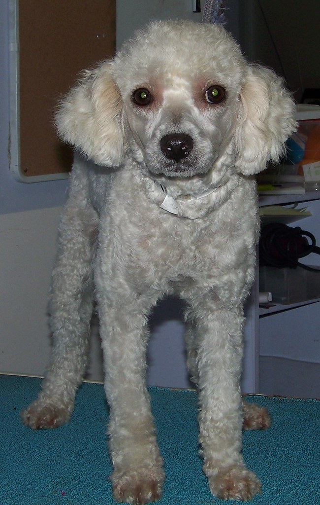 white bichon poodle mix gal Chantale Clark Flickr
