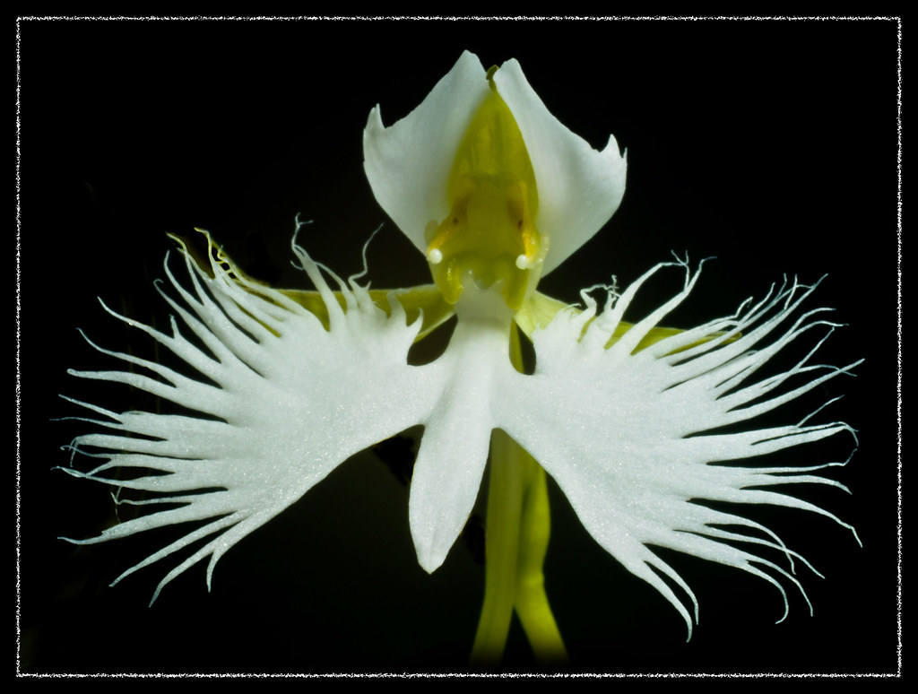 White Egret Orchid Habenaria radiata (White Egret Orchid) Antony