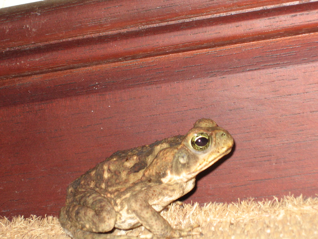 took this photo of a frog in our garage...while ziplining Flickr