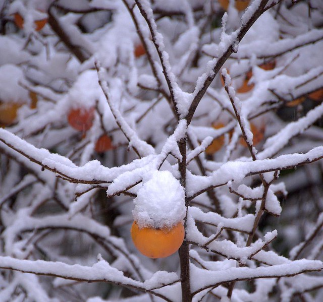 First snow in Liguria 5 Taken at Montoggio, Genoa Ital… Flickr