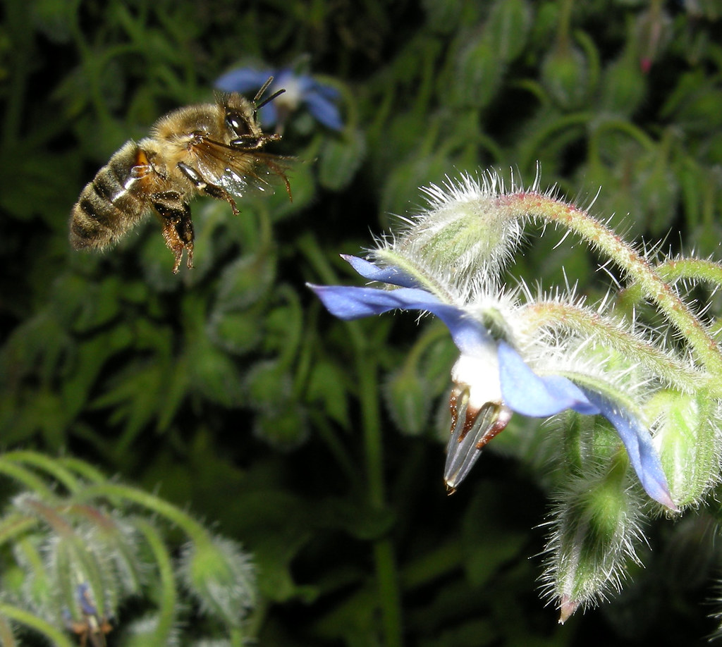 Abeille en vol Abeille en vol Thomas Bresson Flickr
