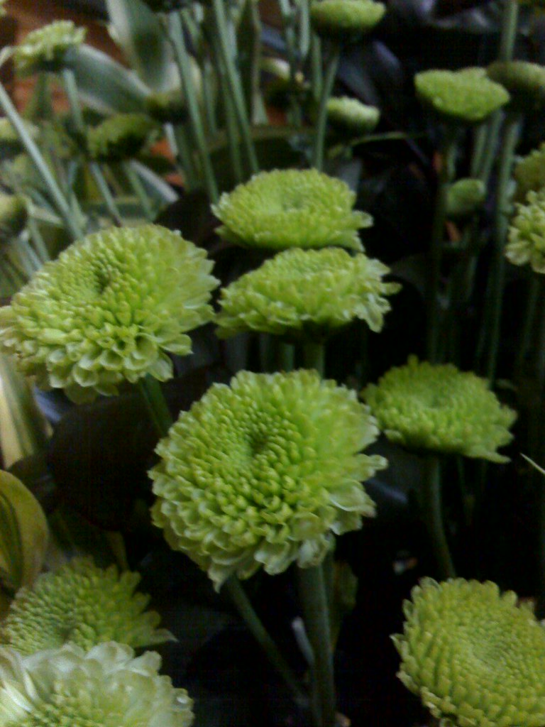 Flora 039 Common Name Lime Green Button Mums Latin Name … Flickr