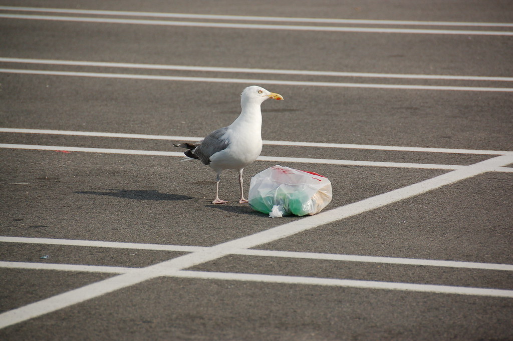Seagull trying to rip open a bag full of trash Chris Devers Flickr