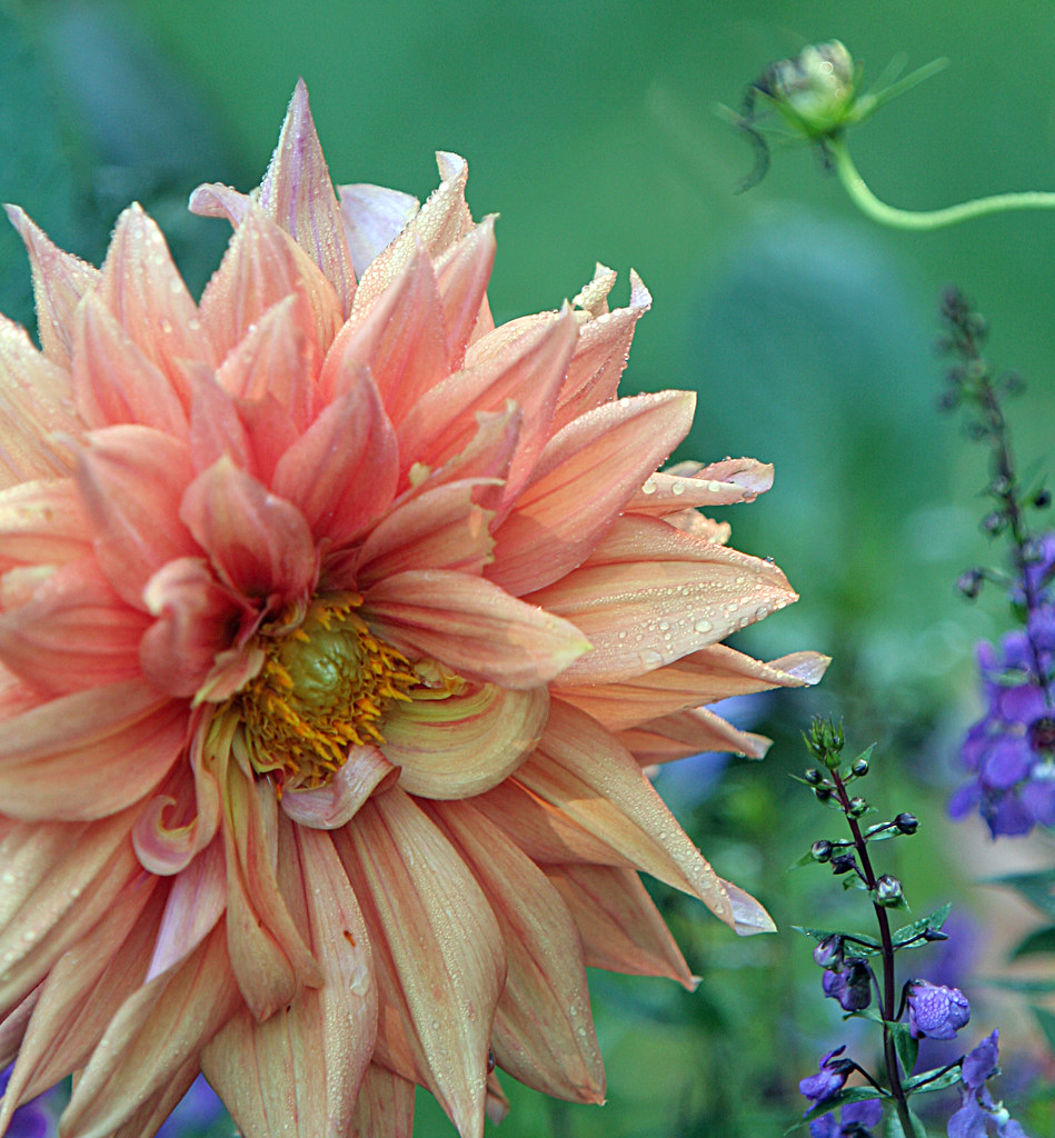 The Art of Gardening "Gardening is the art that uses flowe… Flickr