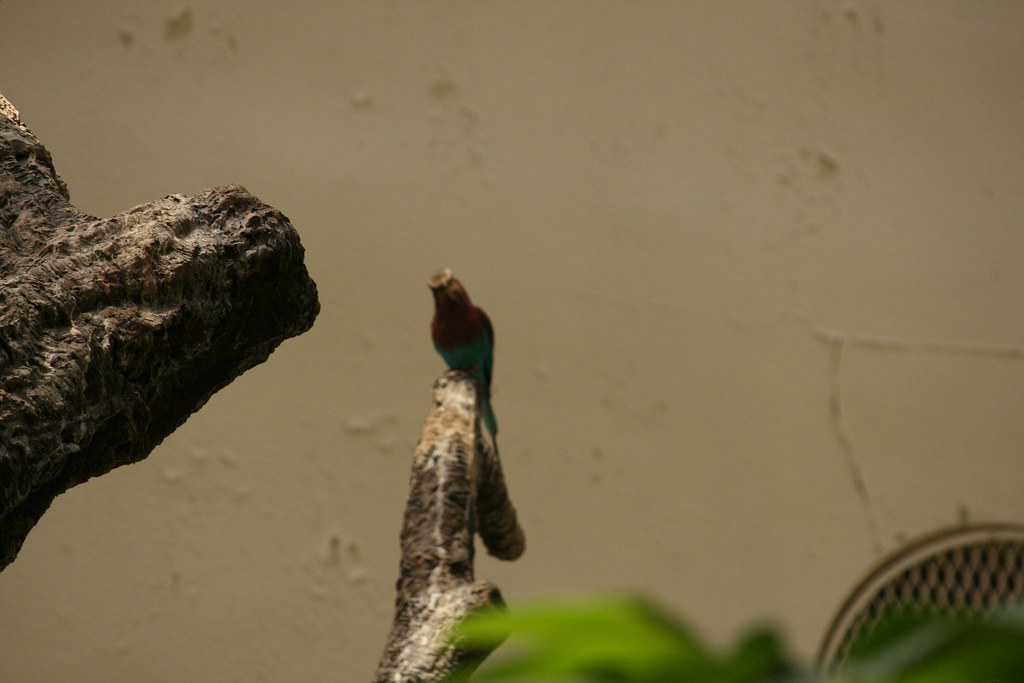 Bird House National Zoo Washington DC ShashiBellamkonda Flickr