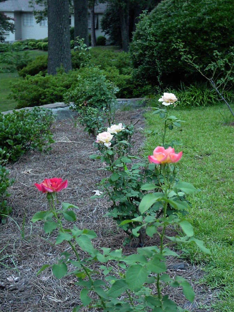 Roses in a row Planted these from bareroot plants in June Stephanie