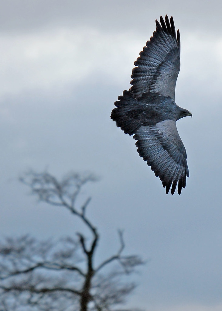 Grey Eagle Buzzard Grey Eagle Buzzard in flight Ian Hirst Flickr