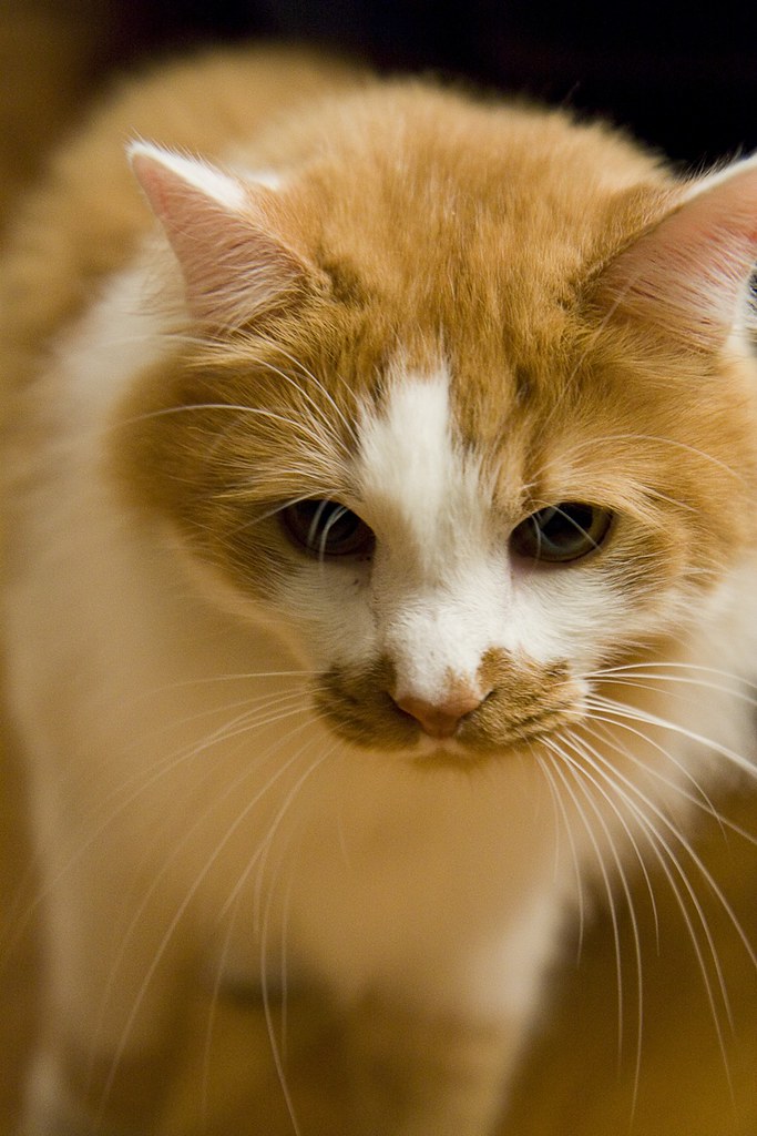 orange cat B 1 My friend's Norwegian Forest Cat, Motorboat… Steve