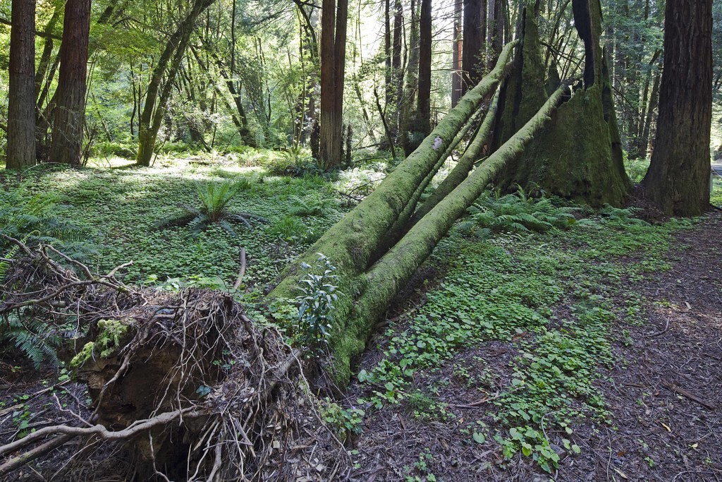 Mendocino Redwoods Take 3 3 Navarro River Redwoods State … Flickr