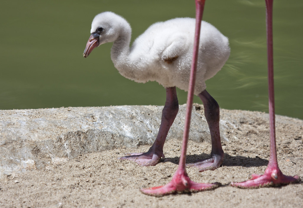 Baby Flamingo a photo on Flickriver