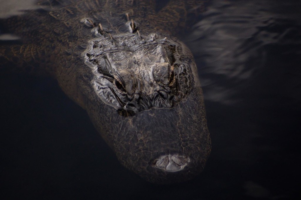 Alligator at the Audobon Bird Sanctuary Dauphin Island, AL… Ryan