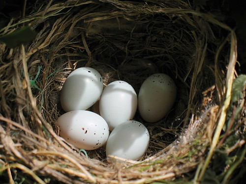 finch eggs A female house finch sheltered in the Boston fe… Flickr