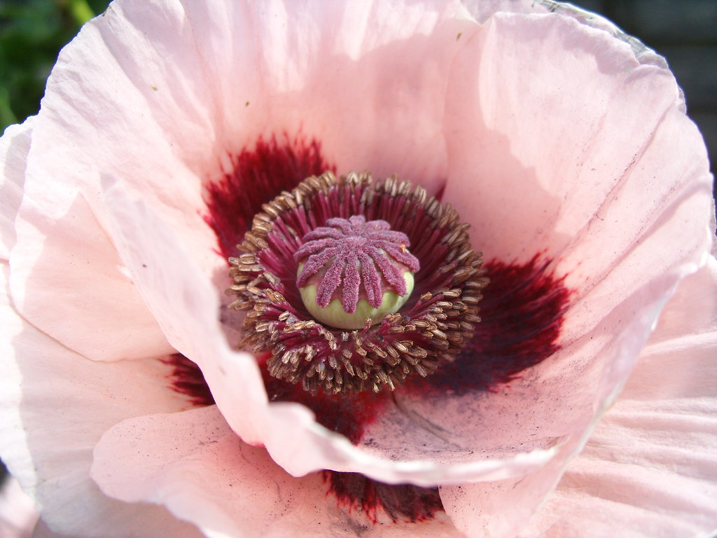 poppy close up (3 of 6) series of close ups of some huge p… Flickr
