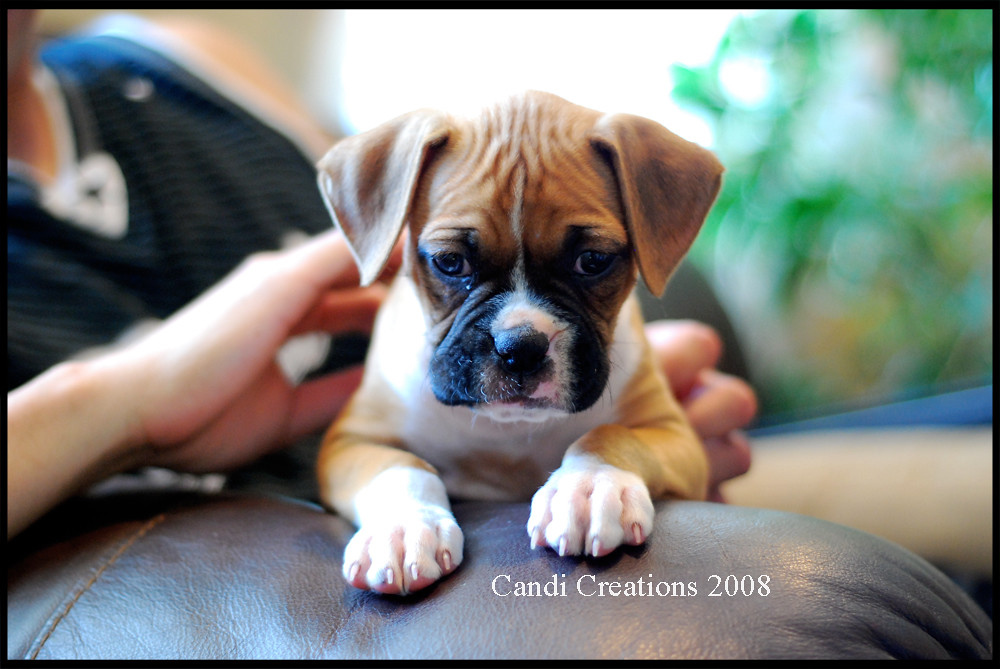 Boxer Puppy 7 week old female boxer! ewwies Flickr