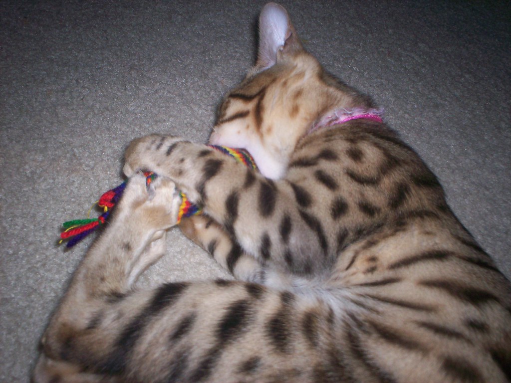 Hoovercat ZZ is sometimes referred to as "HooverCat" bec… Flickr