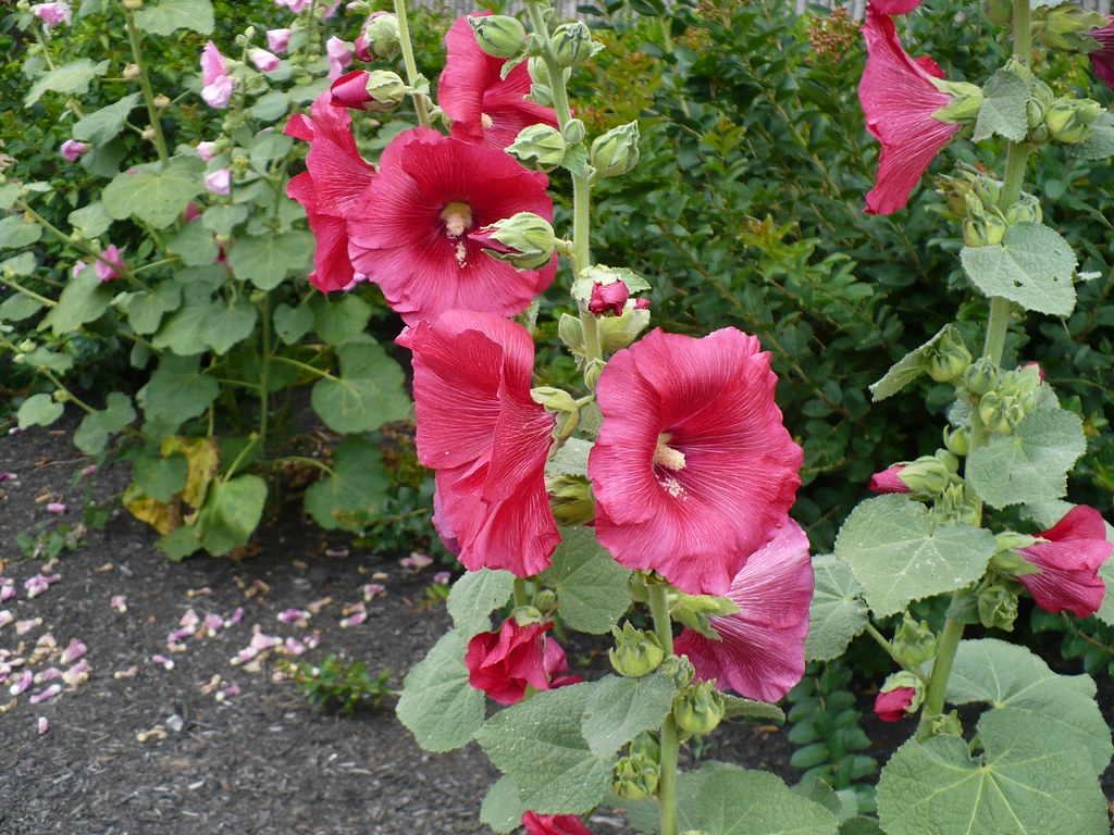 Hollyhocks Millington, TN City Hall P1090275 Millingto… Flickr