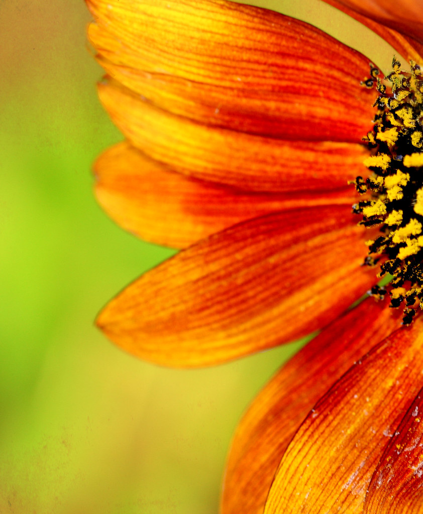 Ocean City, Maryland Ocean City, Maryland Mia Flickr