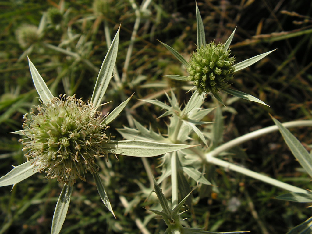 Eryngium campestre El género Eryngium es bastante particul… Flickr