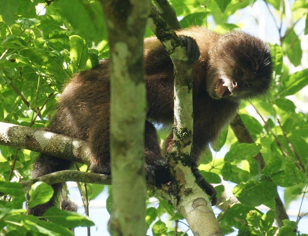 Mono capuchino [Capuchin, Weeping Capuchin] (Cebus olivaceus) 5 a