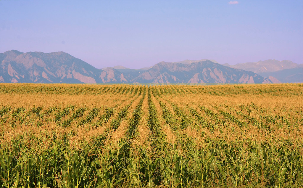 Ready For Harvest Richard Saxon Flickr